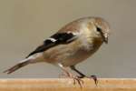 American Goldfinch