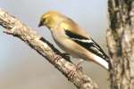 American Goldfinch