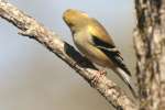 American Goldfinch