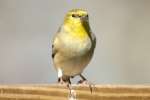 American Goldfinch