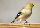 American Goldfinch