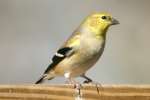 American Goldfinch