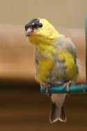 American Goldfinch