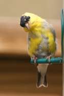 American Goldfinch