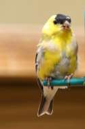 American Goldfinch