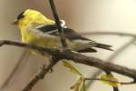 American Goldfinch