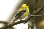 American Goldfinch