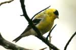 American Goldfinch