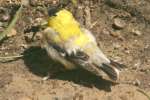 American Goldfinch