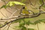 American Goldfinch