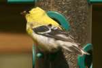 American Goldfinch