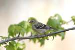 American Goldfinch