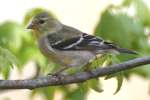 American Goldfinch