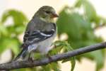 American Goldfinch