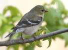 American Goldfinch