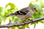 American Goldfinch