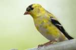 American Goldfinch