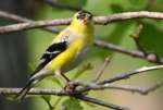 American Goldfinch