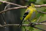 American Goldfinch