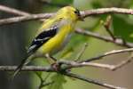 American Goldfinch