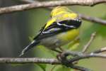 American Goldfinch