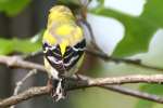 American Goldfinch