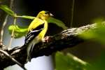 American Goldfinch