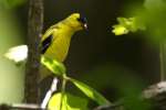 American Goldfinch