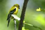 American Goldfinch