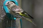 Pine Siskin