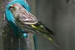 Pine Siskin