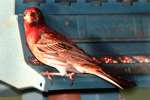 House Finch