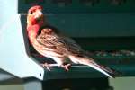 House Finch