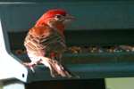 House Finch