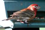 House Finch