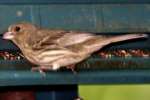 House Finch