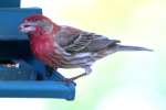 House Finch