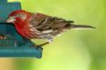 House Finch