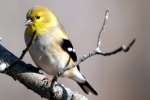 American Goldfinch