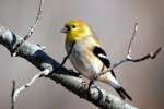 American Goldfinch