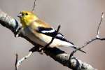 American Goldfinch