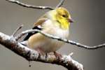 American Goldfinch