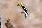 American Goldfinch In Flight
