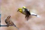 American Goldfinch In Flight