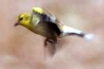 American Goldfinch