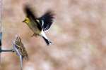 American Goldfinch In Flight