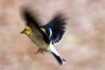 American Goldfinch