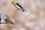 American Goldfinch In Flight