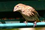 House Finch