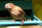 House Finch